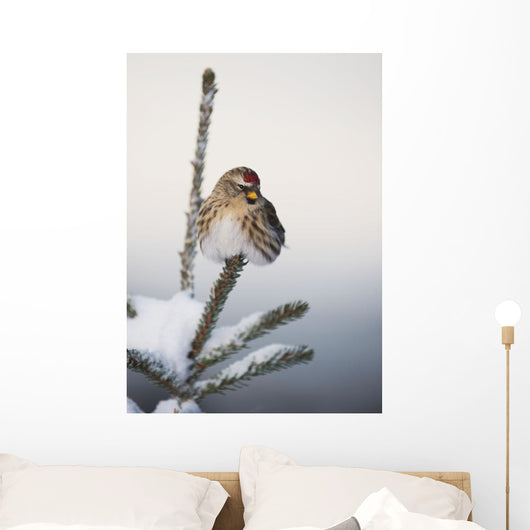 A Common Redpoll perches atop a snowy spruce tree on a frigid day Wall Mural