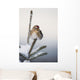 A Common Redpoll perches atop a snowy spruce tree on a frigid day Wall Mural