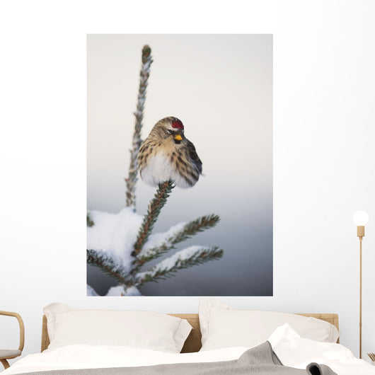 A Common Redpoll perches atop a snowy spruce tree on a frigid day Wall Mural