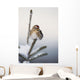 A Common Redpoll perches atop a snowy spruce tree on a frigid day Wall Mural
