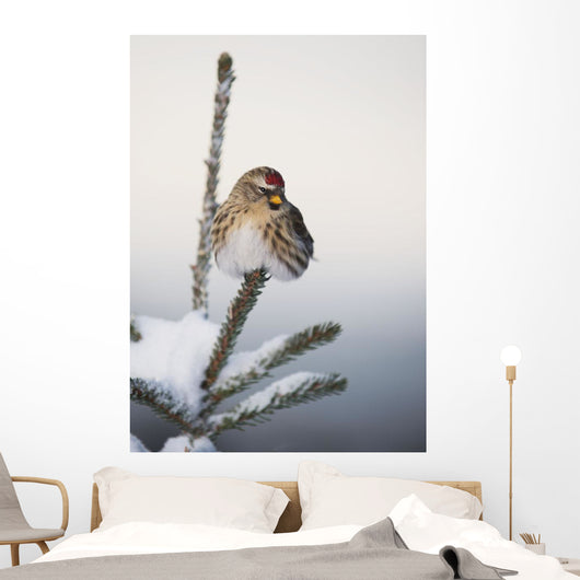 A Common Redpoll perches atop a snowy spruce tree on a frigid day Wall Mural