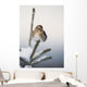 A Common Redpoll perches atop a snowy spruce tree on a frigid day Wall Mural