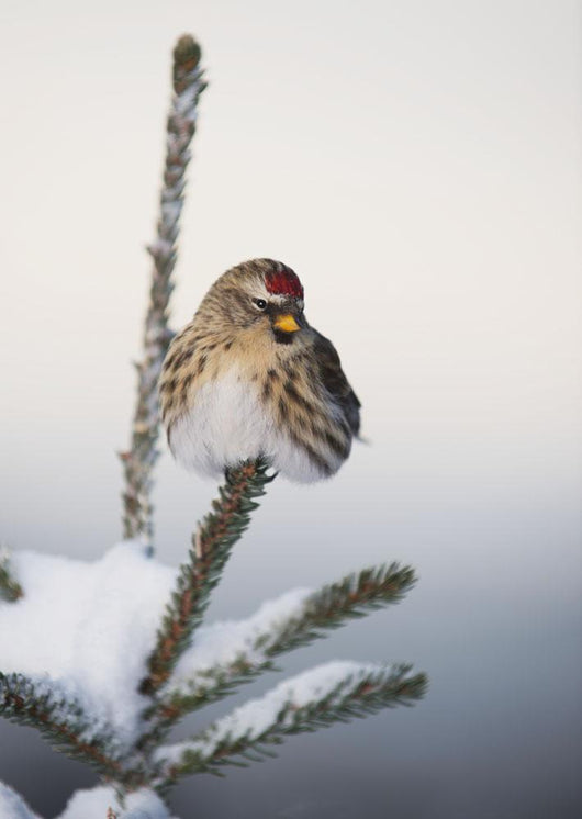 A Common Redpoll perches atop a snowy spruce tree on a frigid day Wall Mural