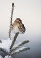 A Common Redpoll perches atop a snowy spruce tree on a frigid day Wall Mural