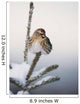 A Common Redpoll perches atop a snowy spruce tree on a frigid day Wall Mural