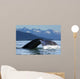 A Humpback whale lifts its flukes as it returns to the depths to feed Wall Mural