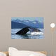 A Humpback whale lifts its flukes as it returns to the depths to feed Wall Mural