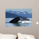 A Humpback whale lifts its flukes as it returns to the depths to feed Wall Mural
