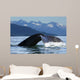 A Humpback whale lifts its flukes as it returns to the depths to feed Wall Mural