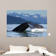 A Humpback whale lifts its flukes as it returns to the depths to feed Wall Mural