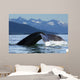 A Humpback whale lifts its flukes as it returns to the depths to feed Wall Mural
