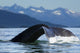 A Humpback whale lifts its flukes as it returns to the depths to feed Wall Mural