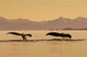 Couple Humpback Whales Lift Wall Decal