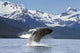 A humpback whale leaps Wall Mural