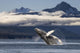 A humpback whale breaches as it leaps Wall Mural