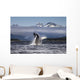 Composite A humpback whale breaches, leaping Wall Mural