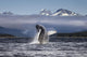 Composite A humpback whale breaches, leaping Wall Mural