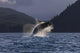 A Humpback Whale leaps Wall Mural