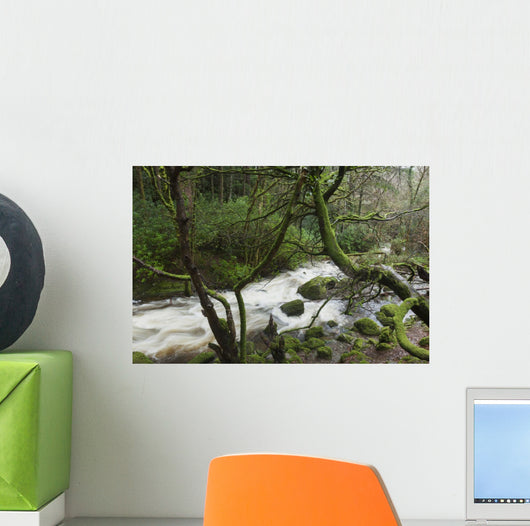 Creek near Torc Waterfall, Killarney National Park Wall Mural