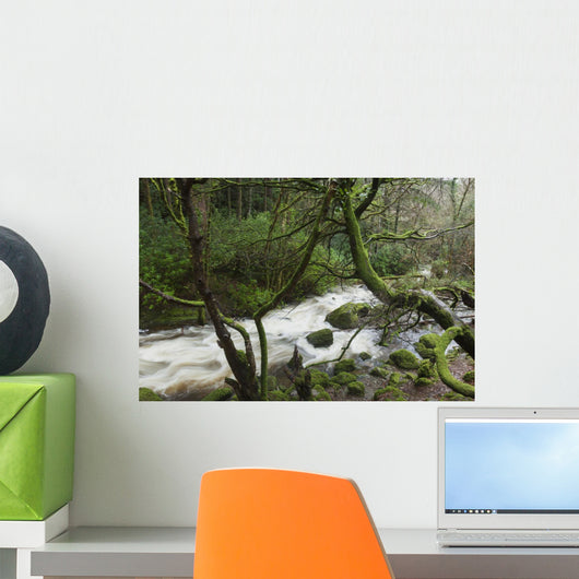 Creek near Torc Waterfall, Killarney National Park Wall Mural
