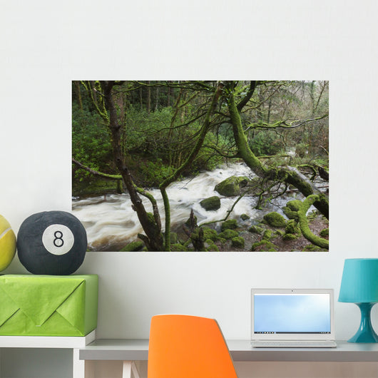 Creek near Torc Waterfall, Killarney National Park Wall Mural