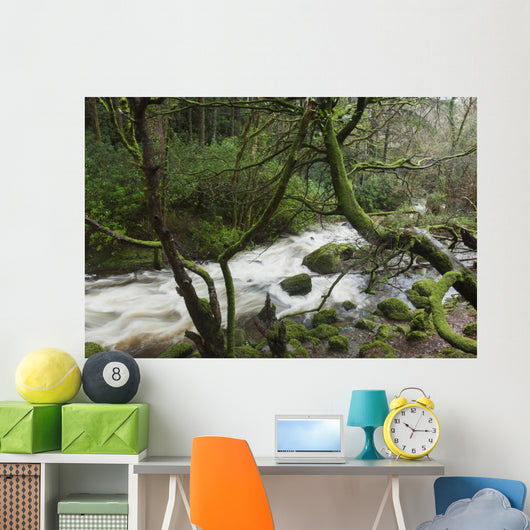 Creek near Torc Waterfall, Killarney National Park Wall Mural