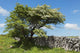 Weidornbaum in Burren Wall Mural