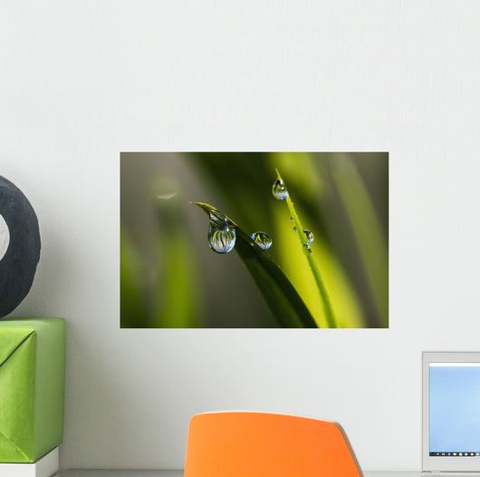 Dew hangs from the leaves Wall Mural