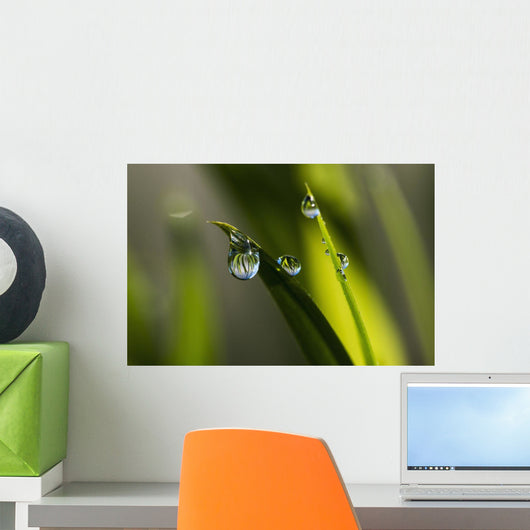 Dew hangs from the leaves Wall Mural