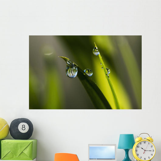 Dew hangs from the leaves Wall Mural