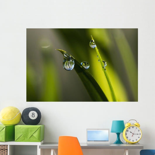 Dew hangs from the leaves Wall Mural