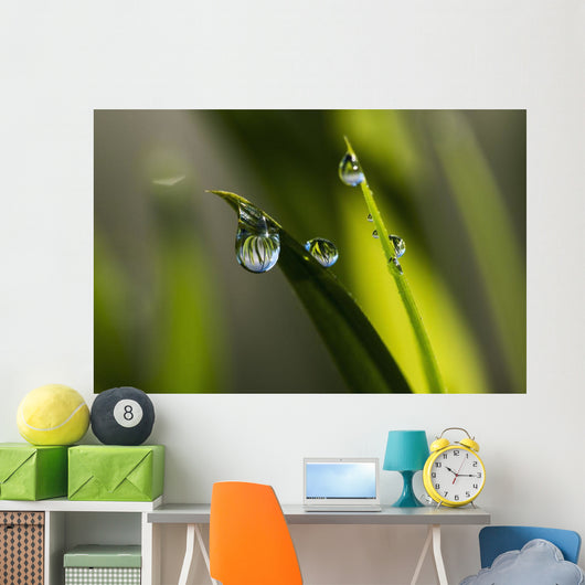 Dew hangs from the leaves Wall Mural