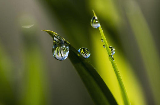 Dew hangs from the leaves Wall Mural