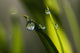 Dew hangs from the leaves Wall Mural