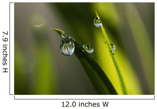 Dew hangs from the leaves Wall Mural