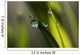 Dew hangs from the leaves Wall Mural