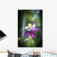 Columbine blooms in a garden Wall Mural