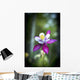 Columbine blooms in a garden Wall Mural