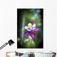Columbine blooms in a garden Wall Mural