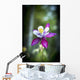 Columbine blooms in a garden Wall Mural