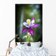 Columbine blooms in a garden Wall Mural
