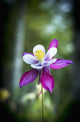 Columbine blooms in a garden Wall Mural
