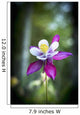 Columbine blooms in a garden Wall Mural