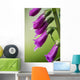 Raindrops cling to Foxglove petals Wall Mural