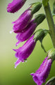 Raindrops cling to Foxglove petals Wall Mural