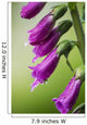 Raindrops cling to Foxglove petals Wall Mural