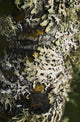 Lichen grows on trees Wall Mural