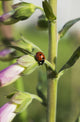 A Ladybug Beetle rests on Foxglove Wall Mural