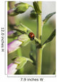 A Ladybug Beetle rests on Foxglove Wall Mural