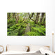 Boardwalk through Waikamoi Native Forest Preserve Wall Mural